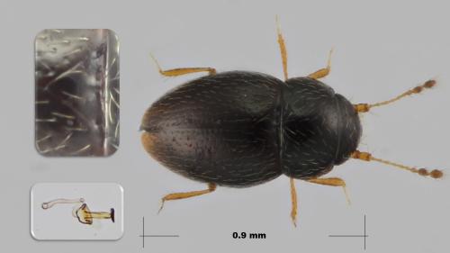 Ptenidium nitidum
